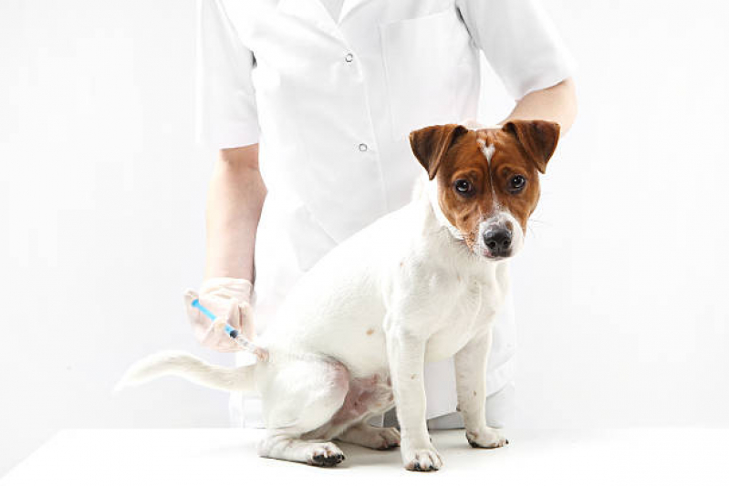 Vacina de Gripe para Cachorro Nova Friburgo - Vacina em Filhote de Cachorro