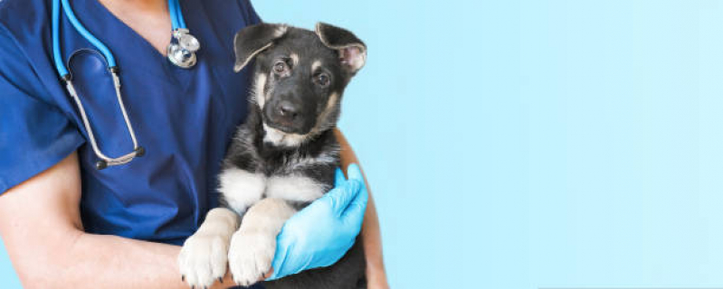 Vacina de Raiva Cachorro Valor Paquetá - Vacina em Filhote de Cachorro