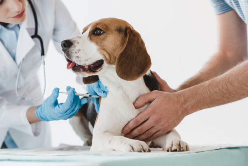 Vacina em Cachorro Valor Mangueira - Vacina em Filhote de Cachorro