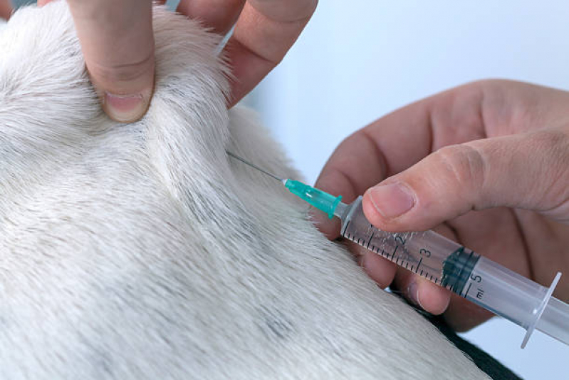 Vacina em Filhote de Cachorro Valor Rocinha - Vacina contra Leishmaniose Canina