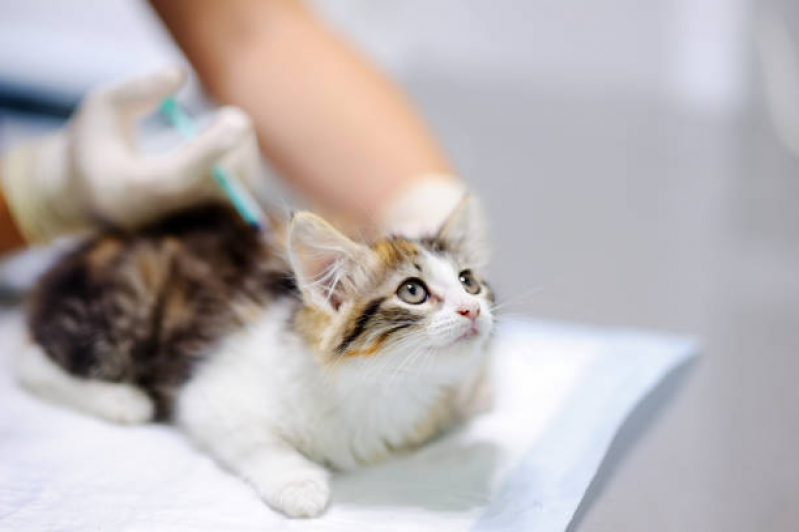 Vacina Fiv Felina Recreio - Vacina para Gatos Fiv e Felv