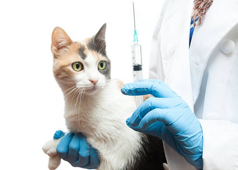 Vacina Fiv Felv para Gato Clínica Japeri - Vacina contra Felv e Fiv