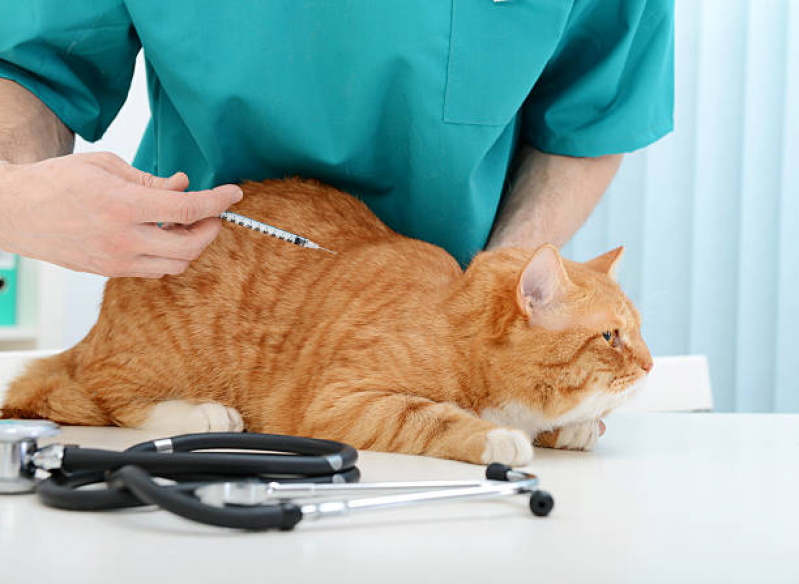 Vacina Fiv Felv para Gato Catete - Vacina contra Raiva Felina