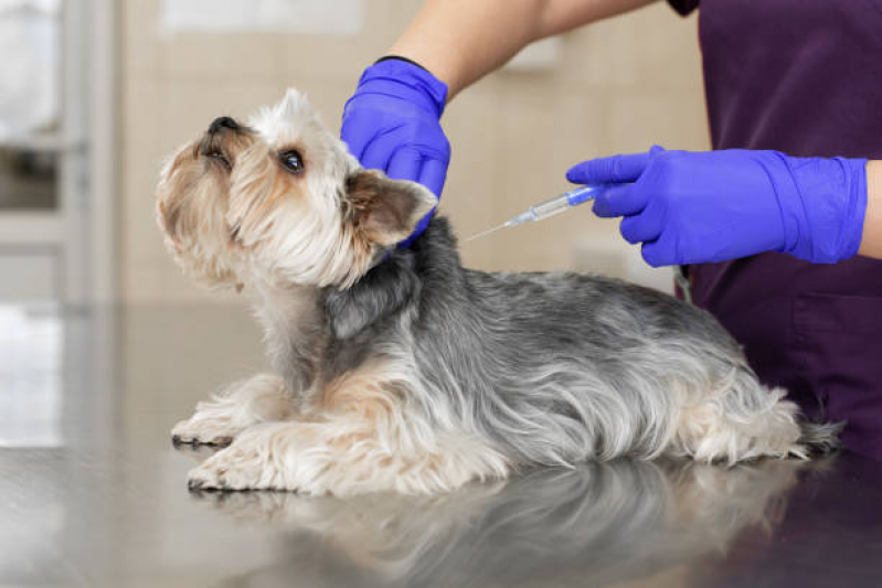 Vacina para Cachorro V10 Valor Glória - Vacina em Filhote de Cachorro