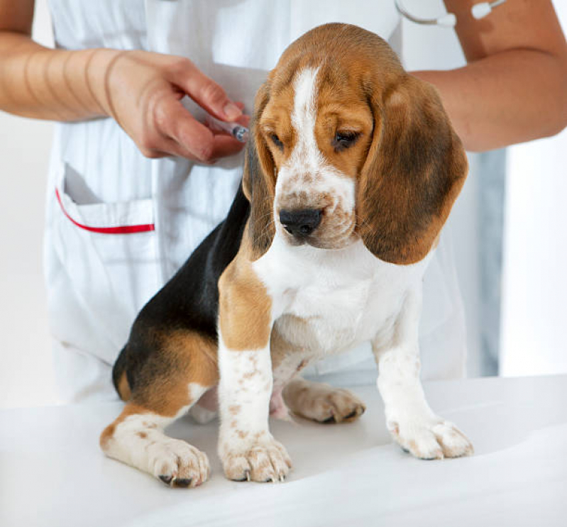 Vacina para Cachorro Valor Gamboa - Vacina em Filhote de Cachorro