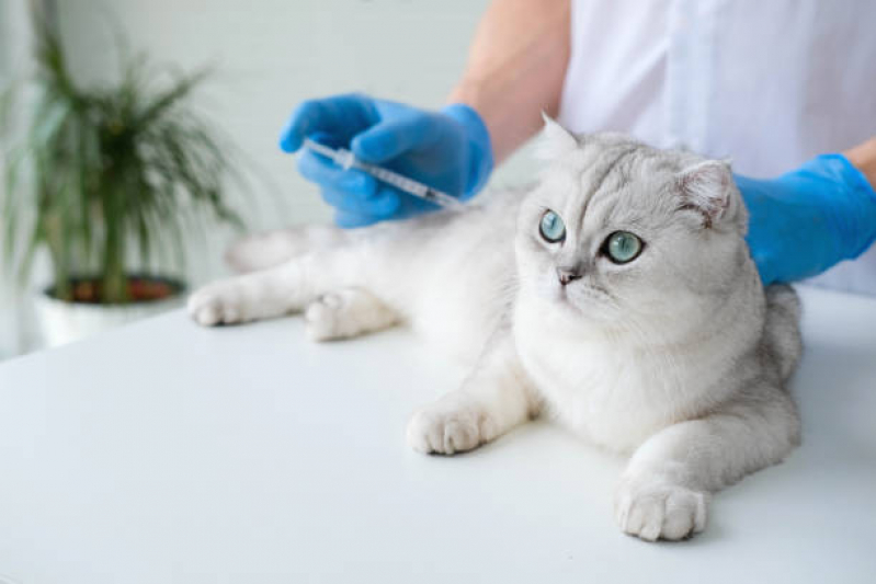 Vacina para Gatos Fiv e Felv Clínica Saúde - Vacina para Raiva Felina