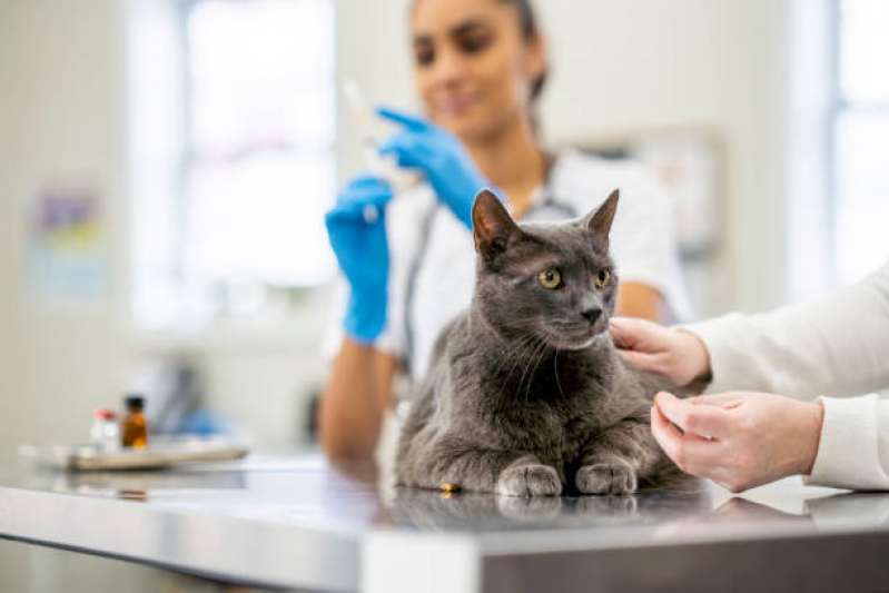 Vacina para Gatos Fiv e Felv Estácio - Vacina contra Fiv Felv