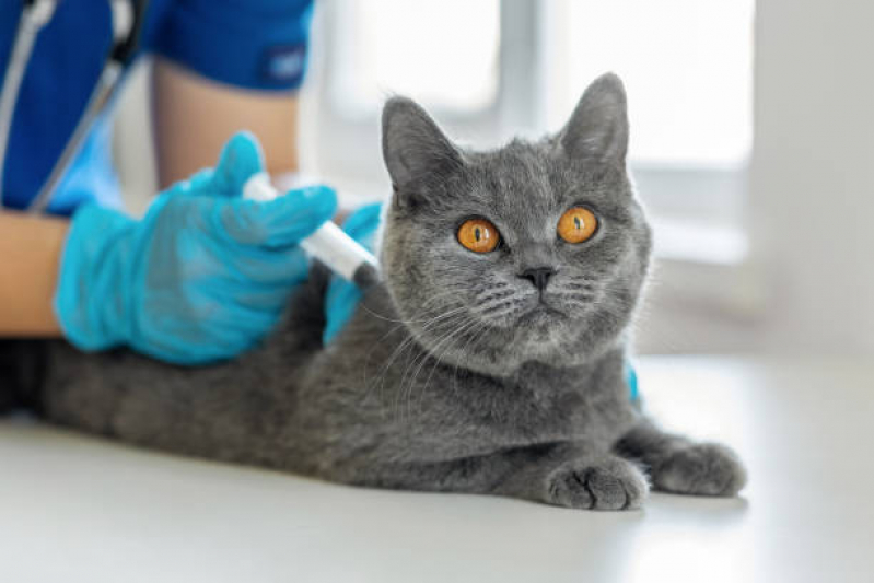 Vacina V4 Gatos Teresópolis - Vacina Antirrábica Gato