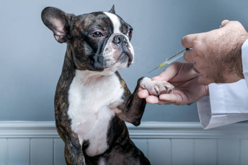 Vacina V8 Cachorro Santa Teresa - Vacina contra Leishmaniose Canina